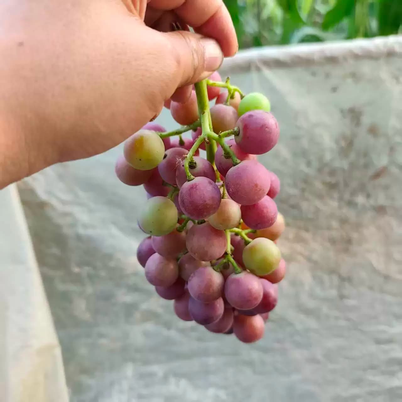 老式农家土葡萄夏黑小葡萄酸甜可口传统种植无狠活孕妇水果新鲜 - 缩略图2