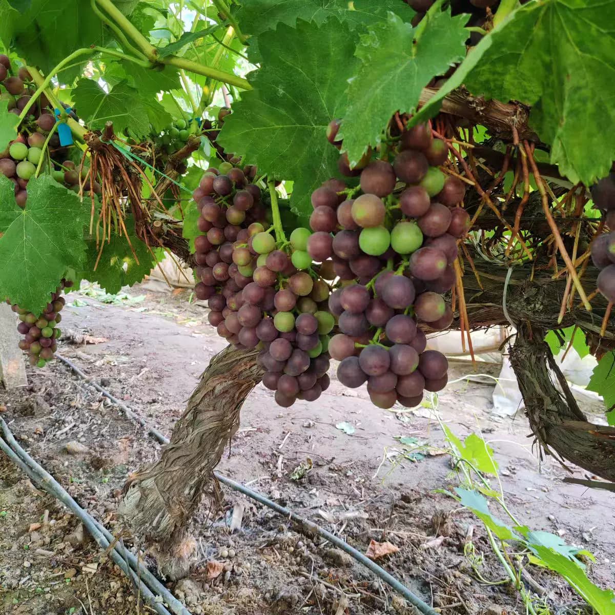 老式农家土葡萄夏黑小葡萄酸甜可口传统种植无狠活孕妇水果新鲜 - 缩略图5