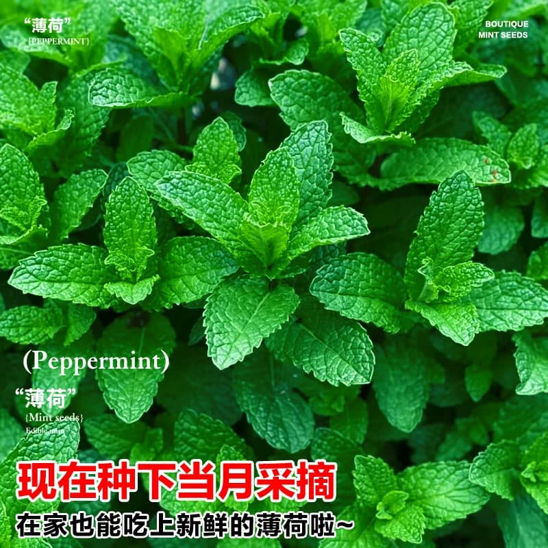 薄荷种子可食用老品种香水柠檬薄荷种籽四季阳台盆栽驱蚊花卉种孑 - 缩略图4