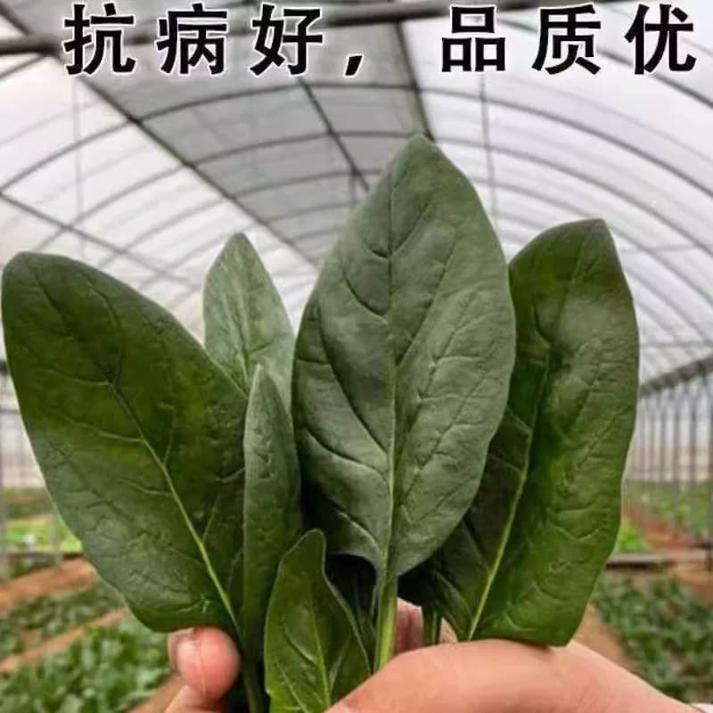 传统老菠种子红根大叶菠菜菜耐寒耐热可越冬田园易种植易管理蔬菜 - 缩略图2