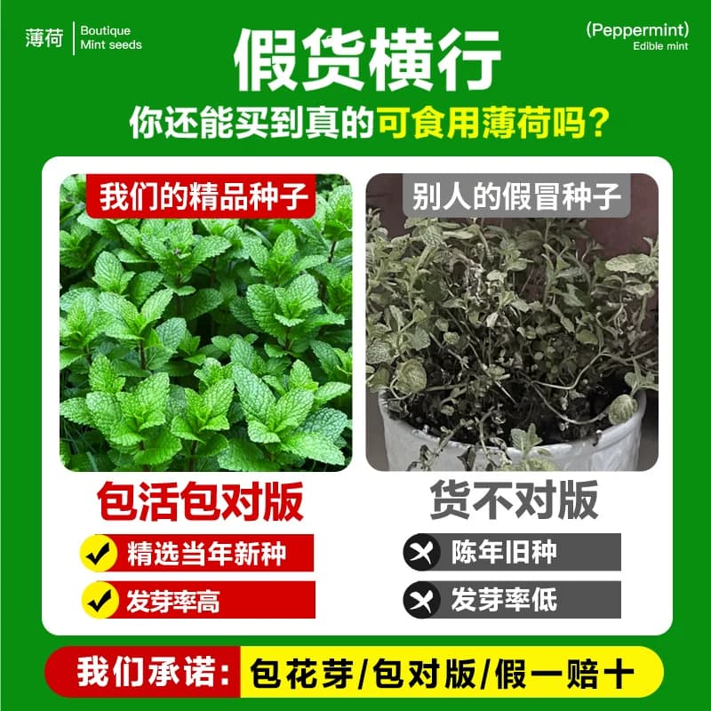 薄荷种子可食用老品种香水柠檬薄荷种籽四季阳台盆栽驱蚊花卉种孑 - 缩略图2