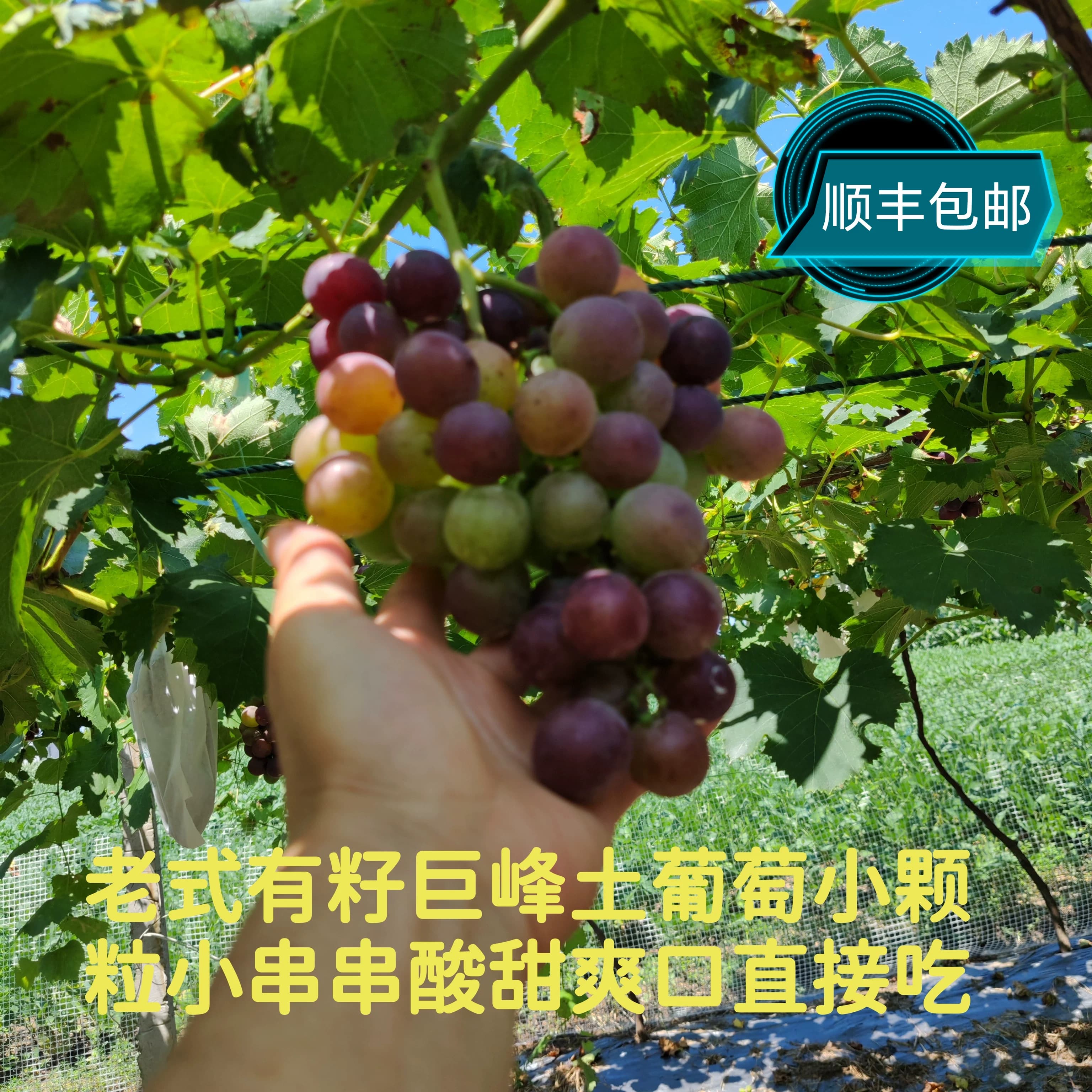 【露天有籽老品种】巨峰青红土葡萄无催熟膨大增甜小颗粒小串酸甜 - 缩略图2