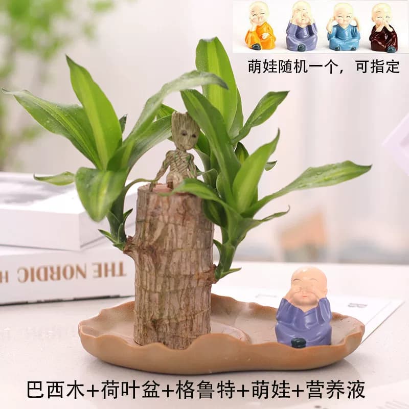 巴西木格鲁特树人水养幸运木开花绿植室内盆栽水培植物四季带芽孢 - 缩略图2