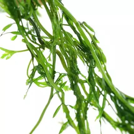 新鲜马尾藻鞭炮450g长寿菜盐渍火锅食材海藻马尾藻新鲜盐渍涮菜 - 缩略图2