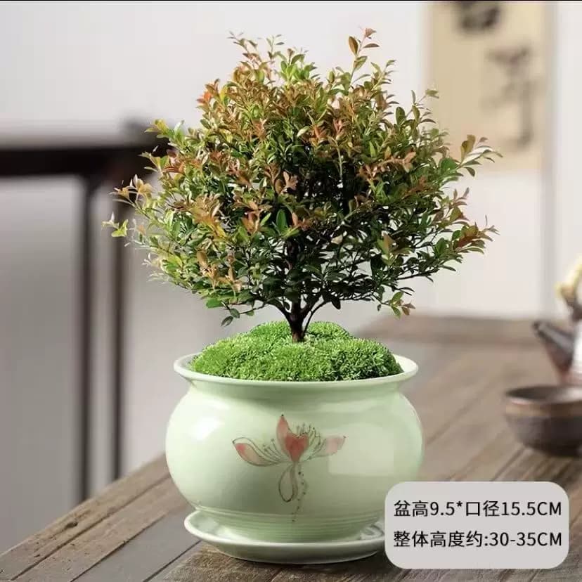 小叶赤楠老桩盆景苗植物花卉微景观水培办公室内好养四季常青盆栽 - 缩略图5