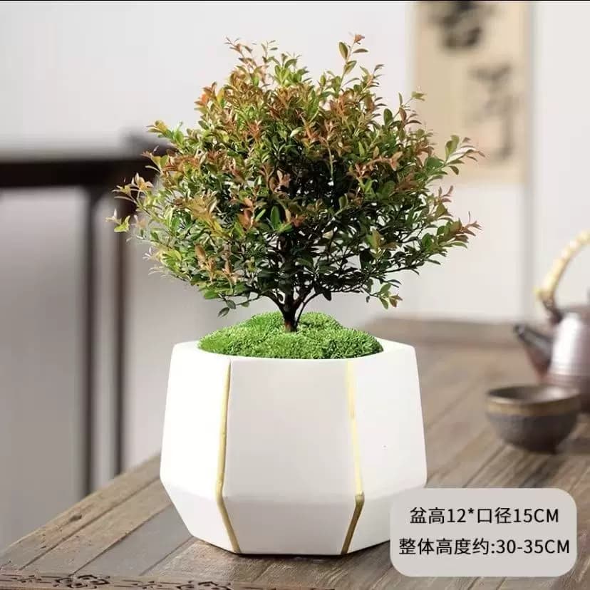 小叶赤楠老桩盆景苗植物花卉微景观水培办公室内好养四季常青盆栽 - 缩略图4