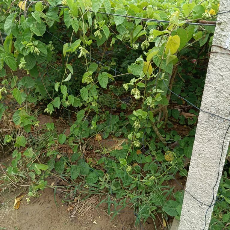 食用夜香花千里香夜兰花阳台楼顶爬藤植物   广西南宁基地直发 - 缩略图2