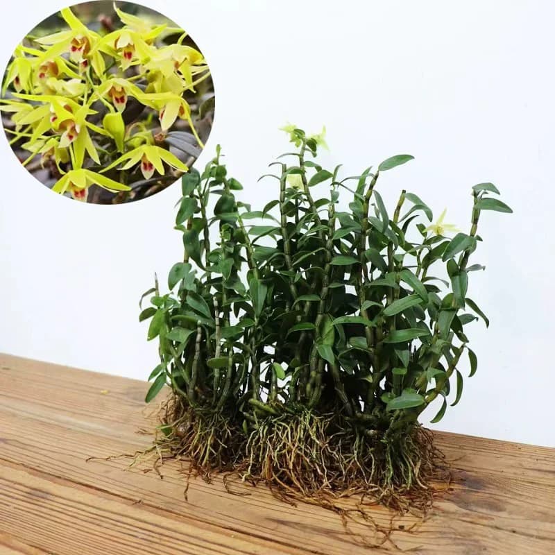 正宗雁荡山红杆铁皮石斛苗可食用枫斗新鲜鲜条盆栽室内种植易活 - 缩略图2