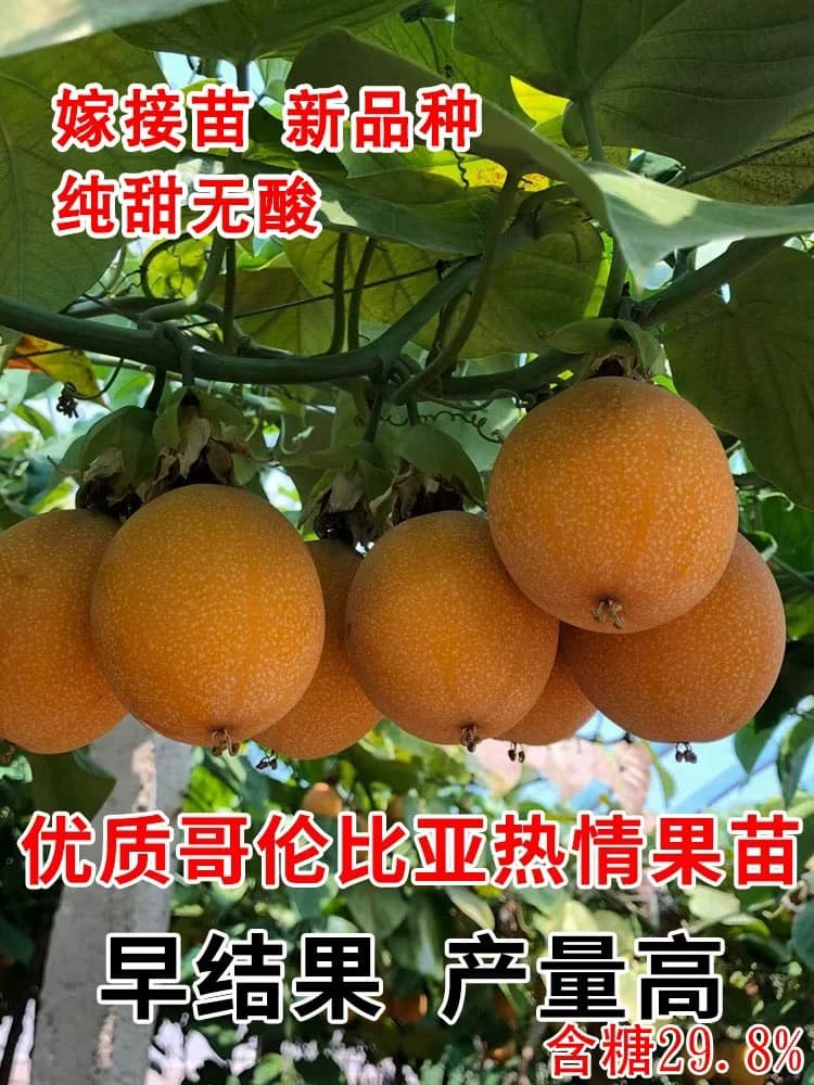 改良新品种热情果嫁接苗纯甜大果哥伦比亚热情果苗黄金百香果树苗 - 缩略图2