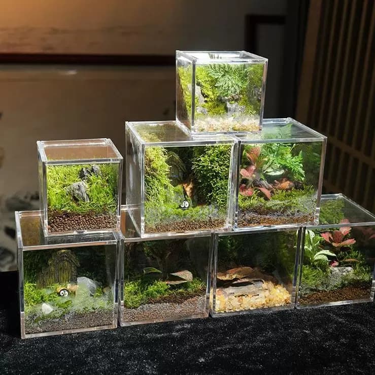 苔藓微景观生态雨林造景办公桌面植物成品室内盆栽生态瓶创意礼物 - 缩略图5