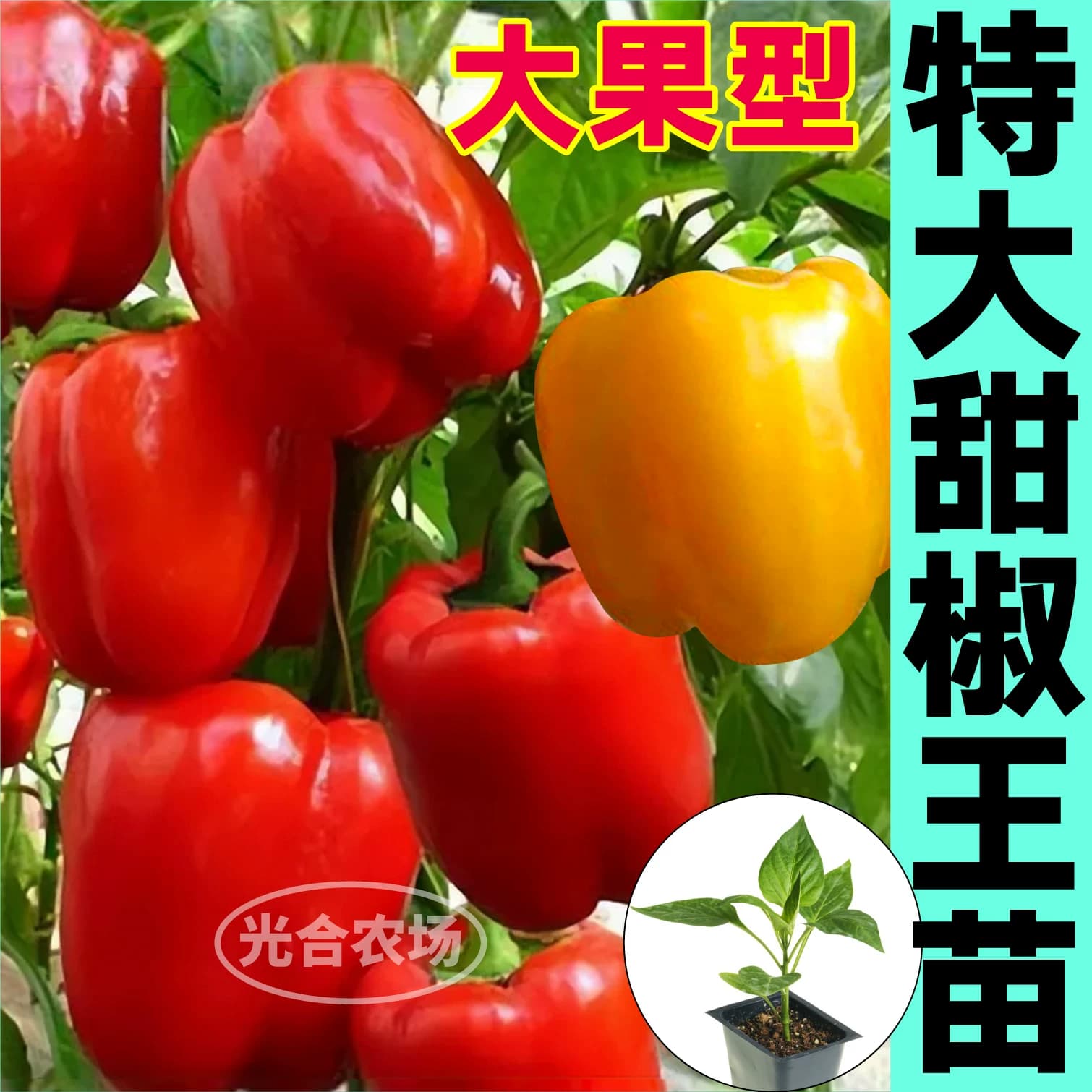 山东寿光水果甜椒秧苗五彩椒苗大果红黄绿紫方椒圆椒四季盆栽种籽 - 缩略图2