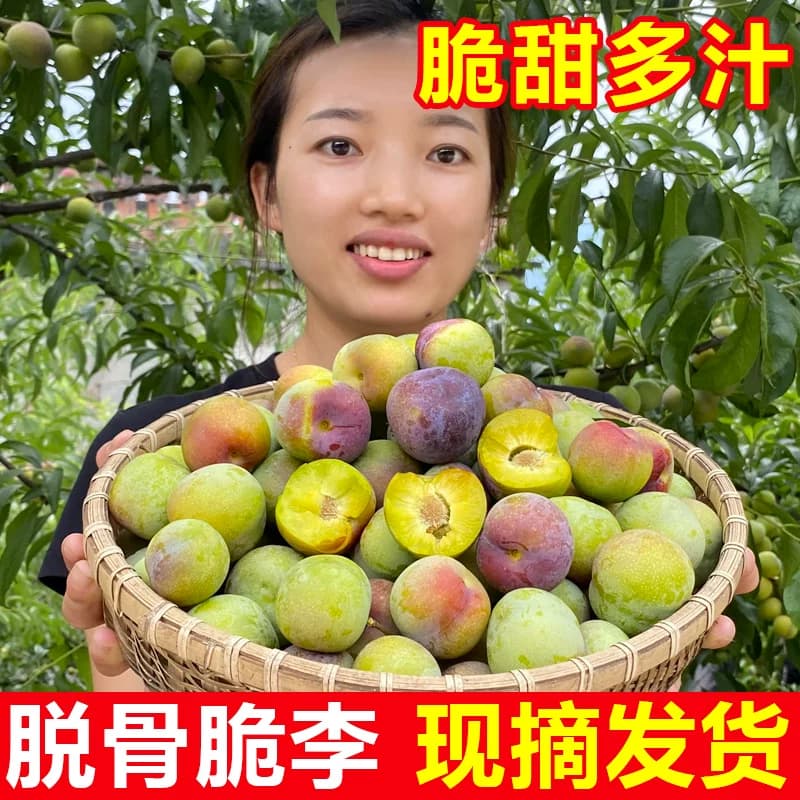 四川李子新鲜水果脱骨李子现货茵红李当季5斤脆甜半边红整箱包邮 - 缩略图2
