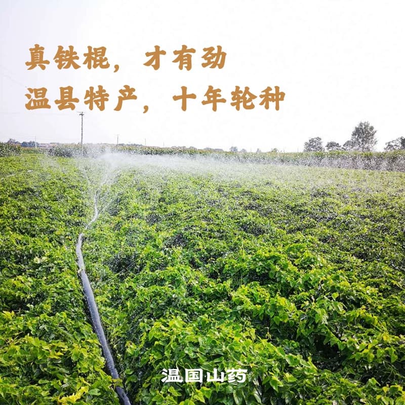 温国山药精品装 正宗河南焦作温县垆土铁棍山药 5斤 - 缩略图3