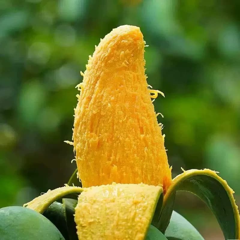 当季新鲜青皮金煌芒果现摘玉芒多汁多甜美味大个整箱芒果热带水果 - 缩略图5