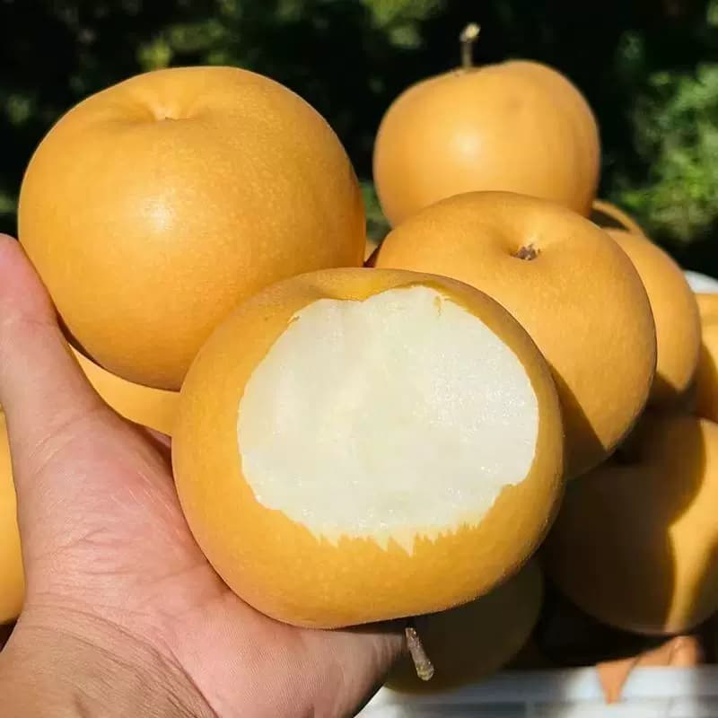 【芭芭农场兑换专享】山东丰水梨3斤单果150g+ - 缩略图3