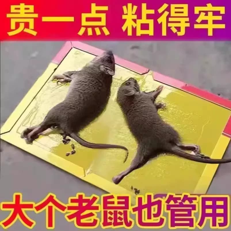 老鼠粘强力粘鼠板捕鼠神器强力胶粘大老鼠贴一窝端超强厨房家用贴 - 缩略图3