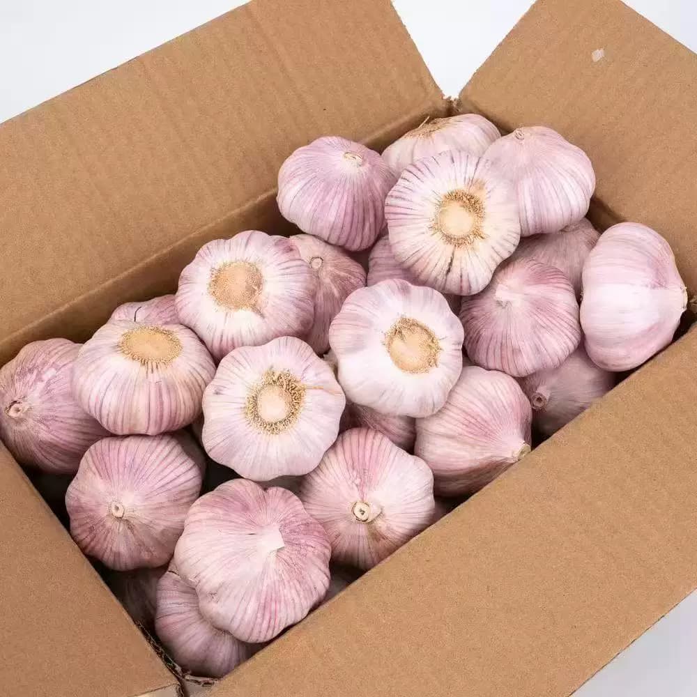 山东金乡原产地直发大蒜当季大蒜头干货炒菜调味辛辣味浓郁 - 缩略图5