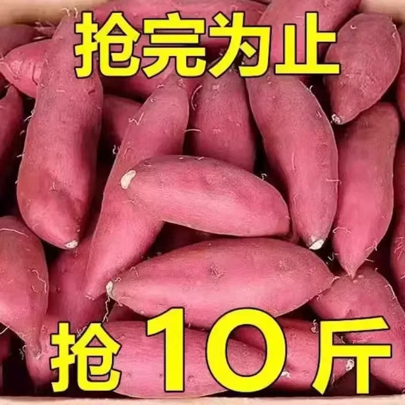 沙地板栗地瓜红薯新鲜蜜薯番薯糖心山芋农家自种龙九黄心软糯 - 缩略图2
