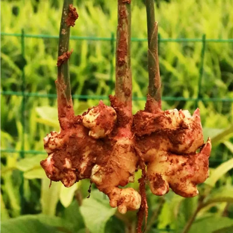 正宗小黄姜嫩姜仔新鲜生姜姜芽土黄姜种子姜月子云南食用姜农家 - 缩略图4