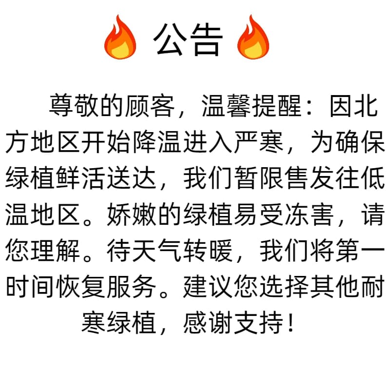 文竹盆栽室内绿植植物大型盆景净化空气四季常青花卉苗好养客厅 - 缩略图3