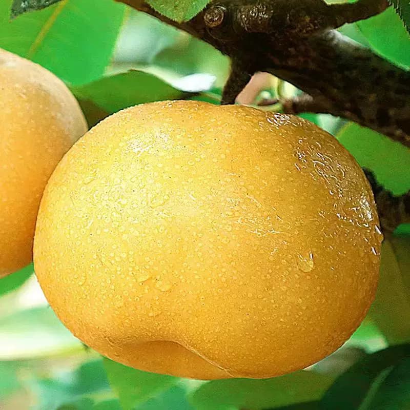 【芭芭农场兑换专享】山东丰水梨3斤单果150g+ - 缩略图4
