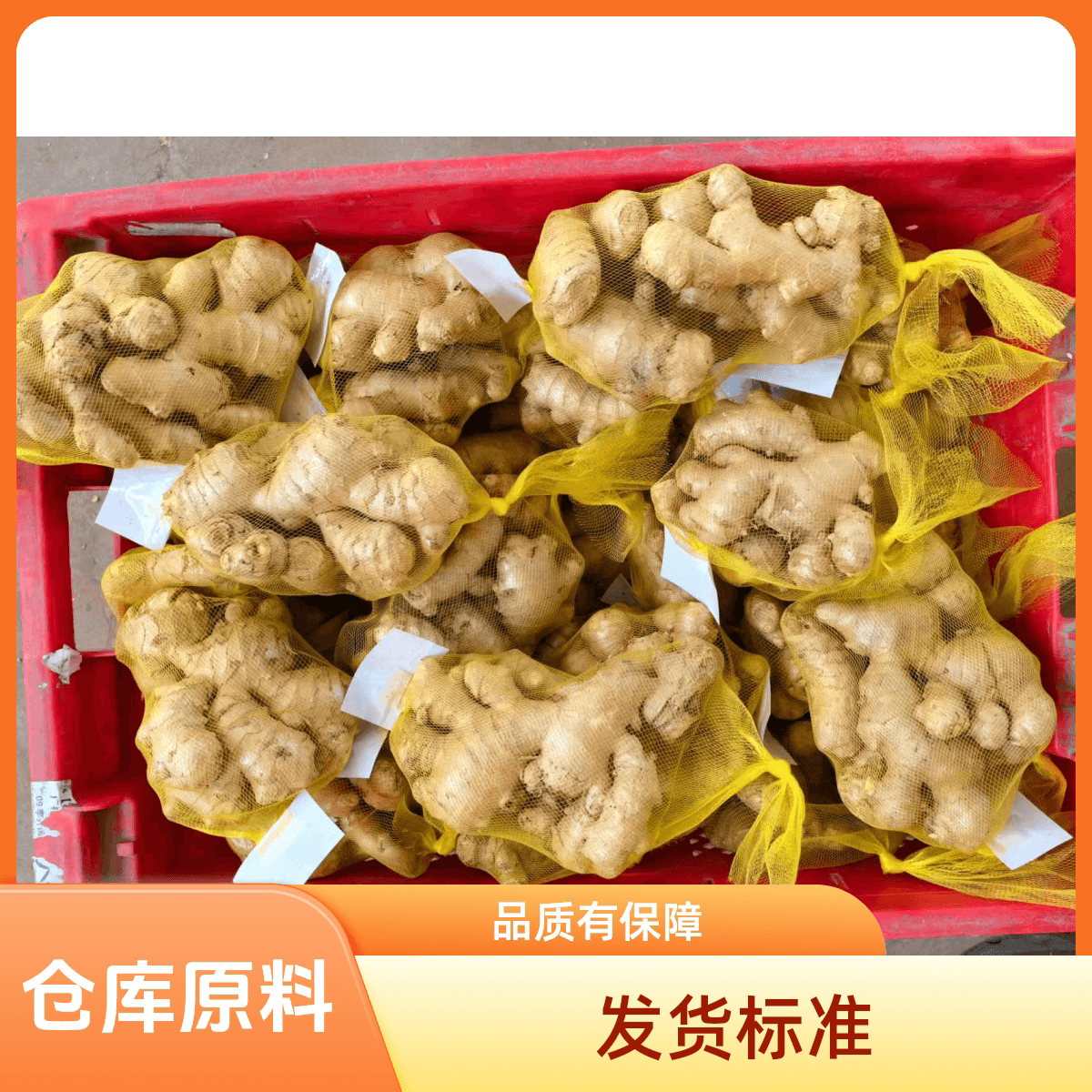 山东大姜生姜新鲜老姜月子姜风干姜鲜姜老黄姜包邮食用精选源头 - 缩略图5