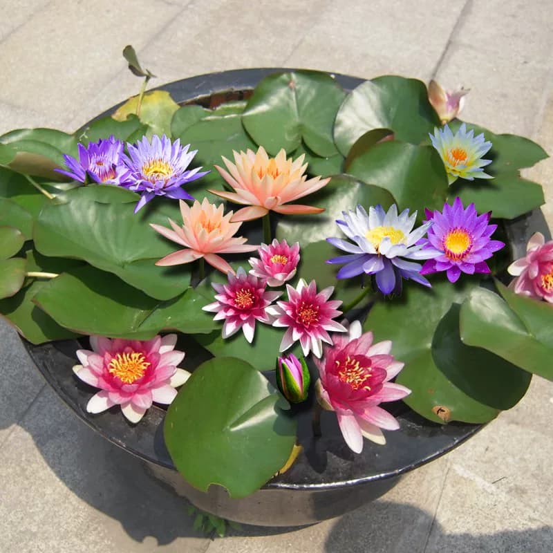 大睡莲根块睡莲花水培植物四季莲花盆栽水养荷花睡莲根茎耐寒鱼缸 - 缩略图4