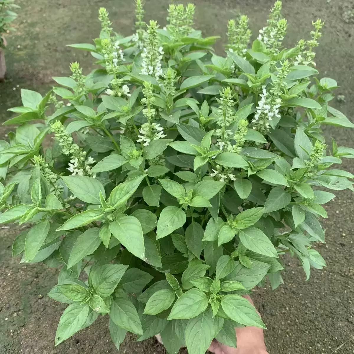 九层塔潮汕金不换苗罗勒叶食用调味香料植物三杯鸡擂茶打抛叶盆栽 - 缩略图2