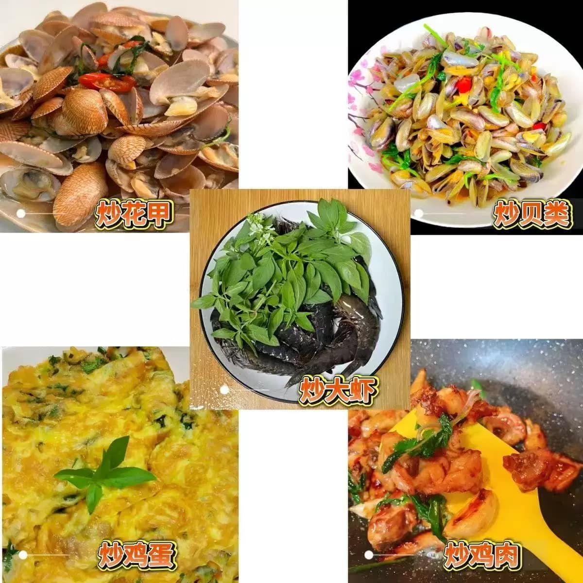 九层塔潮汕金不换苗罗勒叶食用调味香料植物三杯鸡擂茶打抛叶盆栽 - 缩略图5
