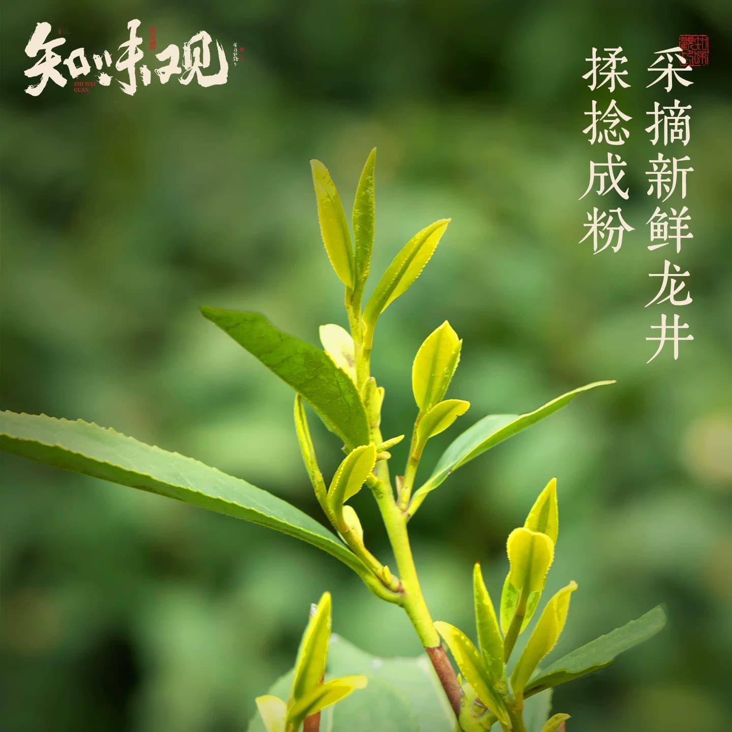 知味观现烤龙井茶饼杭州特产糕点心伴手礼龙井茶酥下午茶点心零食 - 缩略图2