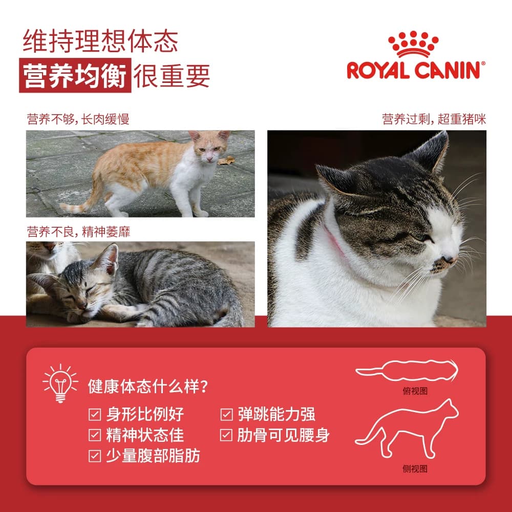 皇家猫粮F32营养成猫专用I27室内英短布偶全价猫主粮官方授权英短 - 缩略图5