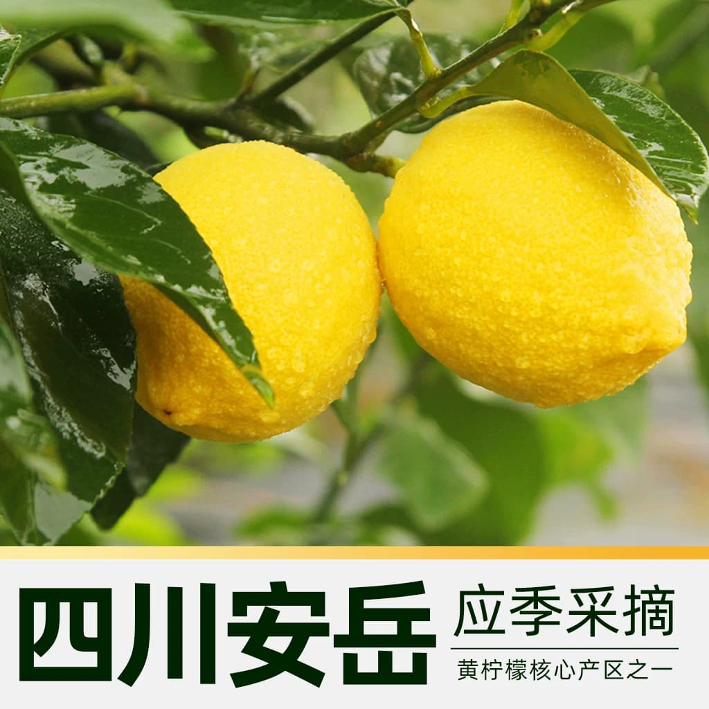 【芭芭农场】正宗四川安岳黄柠檬当季现摘新鲜水果商用榨汁整箱 - 缩略图3
