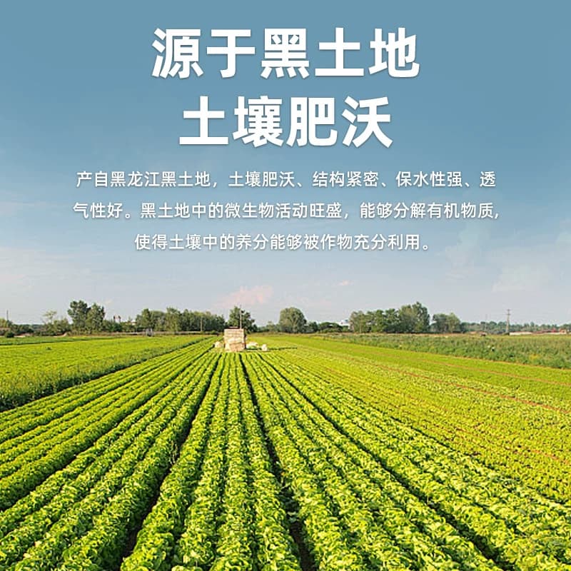 俄式乳黄瓜酸黄瓜330g酸甜脆爽腌黄瓜沙拉配菜即食黄瓜罐头 - 缩略图4