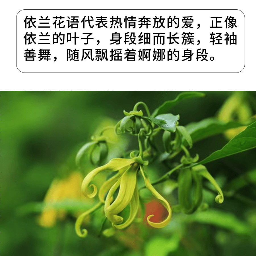 芳香滇南依兰精油依兰精油按摩全身舒缓放松高贵稳重单方精油 - 缩略图4