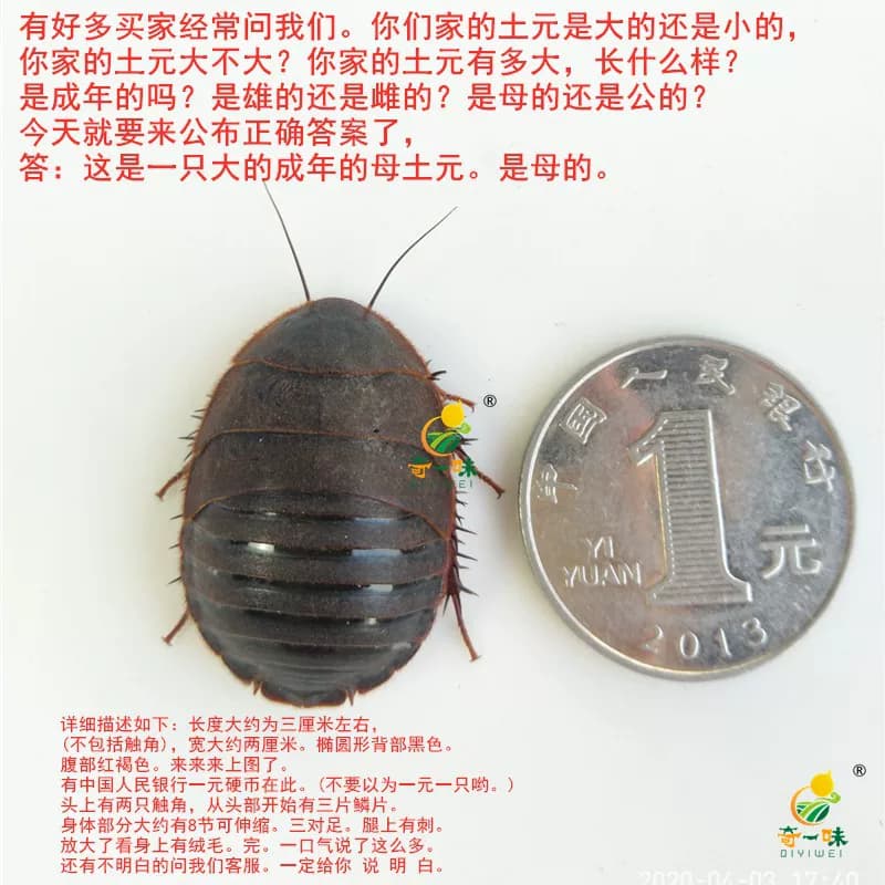 12年老店【包活到家】活土元虫地鳖虫药食两用中药材土鳖500g包邮 - 缩略图3