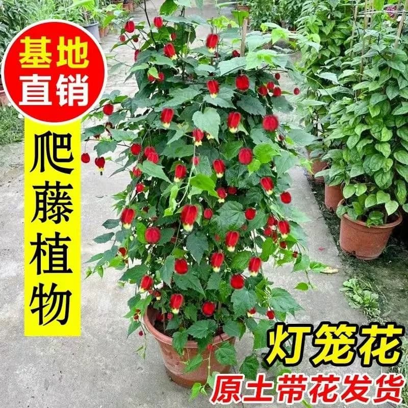 灯笼花藤本爬藤植物盆栽蔓性风铃花室内外庭院观花绿植四季好养 - 缩略图5