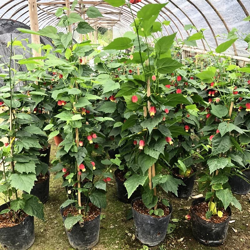 灯笼花藤本爬藤植物盆栽蔓性风铃花室内外庭院观花绿植四季好养 - 缩略图3