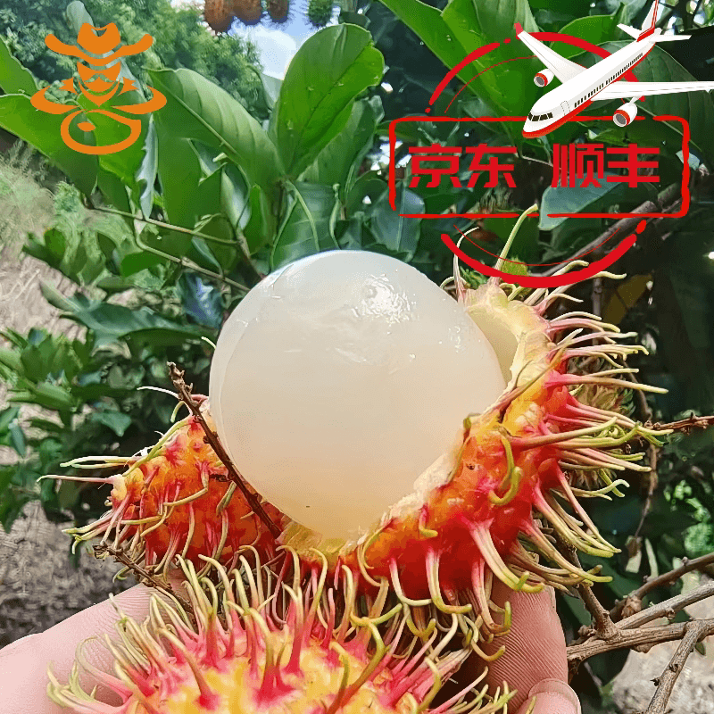 三亚保亭新鲜正宗红毛丹热带水果果送礼礼盒装孕妇5斤毛荔枝 - 缩略图2