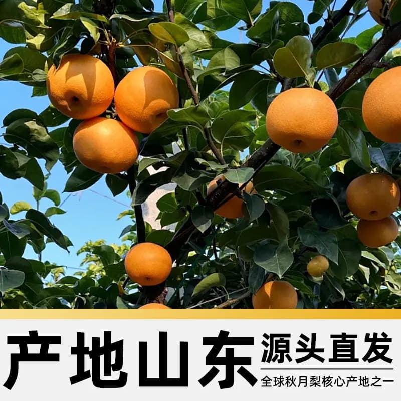 【中秋礼盒】【详情页领补贴】正宗山东秋月梨新鲜当季送礼梨整箱 - 缩略图4