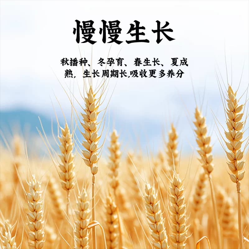 金沙河新疆雪花粉1kg筋道面粉奇台小麦烘培通用面粉 - 缩略图3