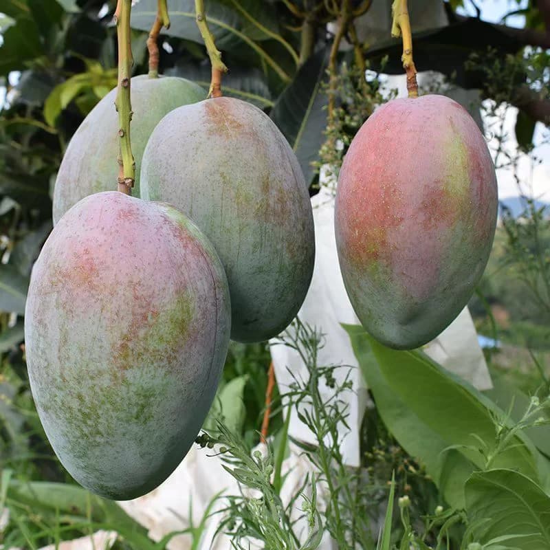 【芭芭农场】芒果3斤装单个200g+ - 缩略图5
