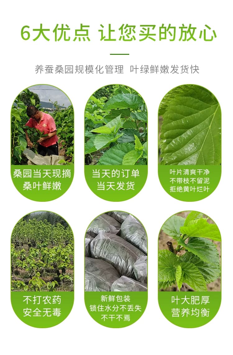 农家新鲜桑食物树叶摘嫩桑叶饲料套装蚕蚕现克蚕宝宝大小桑叶 - 缩略图4