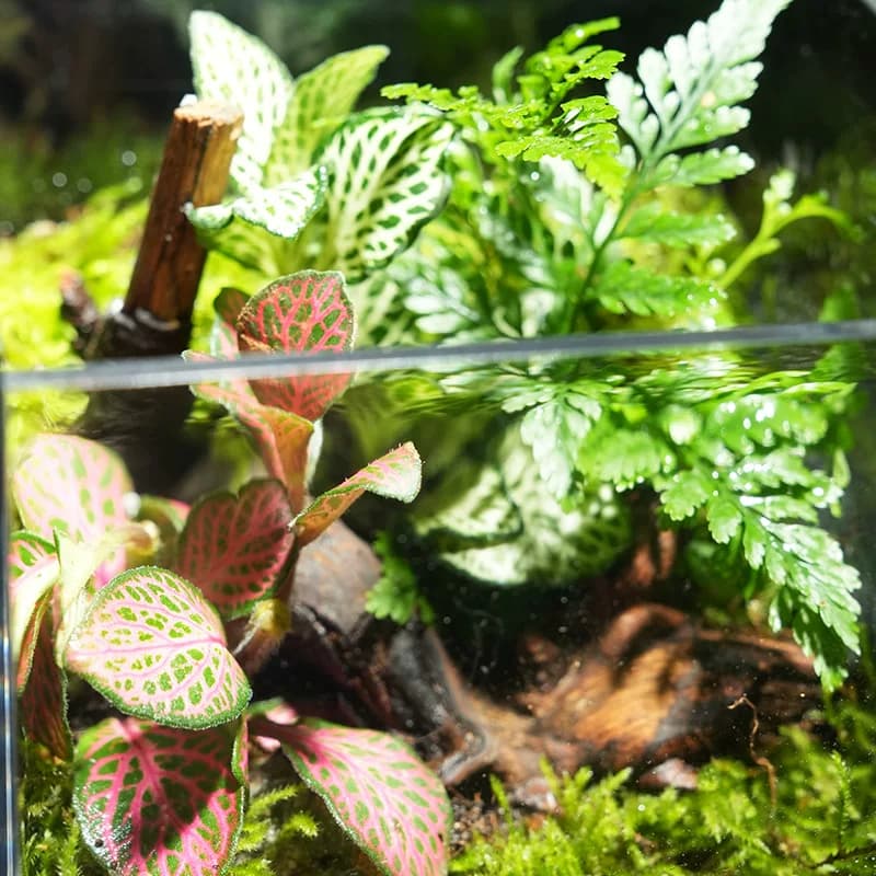 苔藓微景观生态雨林造景办公桌面植物成品室内盆栽生态瓶创意礼物 - 缩略图3
