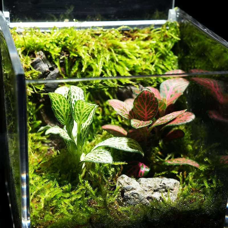 苔藓微景观生态雨林造景办公桌面植物成品室内盆栽生态瓶创意礼物 - 缩略图4