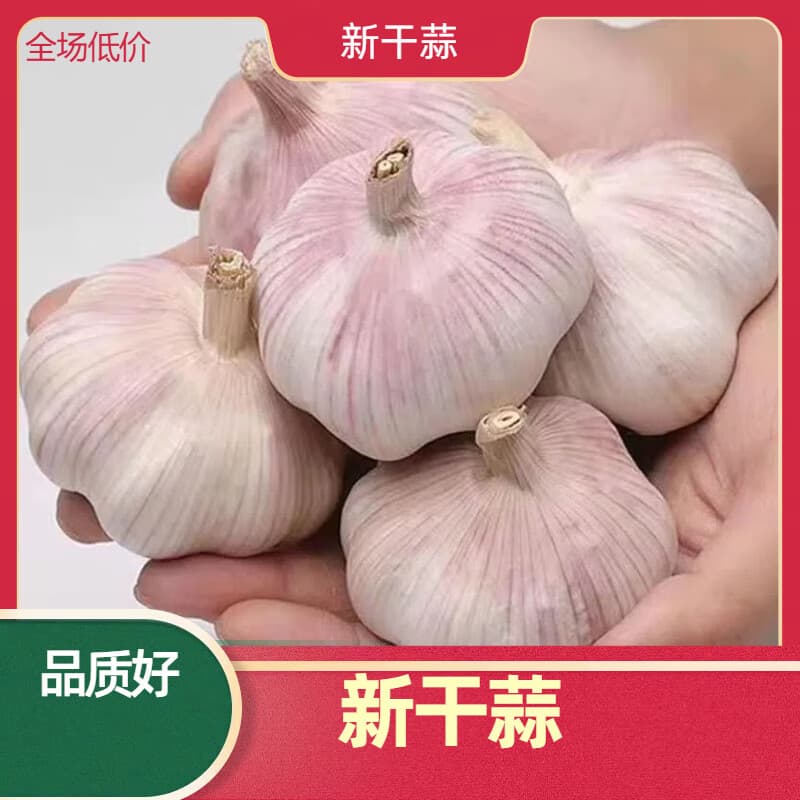 营田半亩大蒜农家健康蒜干蒜头蒜大蒜紫白皮干蒜头干大蒜头蔬菜200g-5斤 3斤带箱重【5.5-6cm】更大果