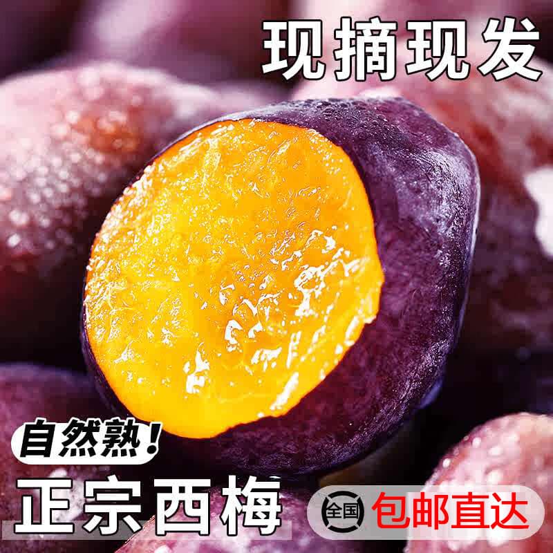 玖原农珍 新疆女神西梅法兰西当季新鲜水果现摘脆甜梅含箱 5斤净重4.5斤臻选装（单果20g+）