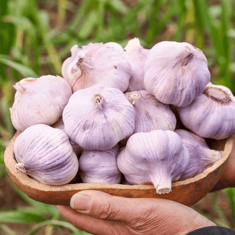 2026新鲜干大蒜新蒜紫皮大蒜批发鲜蒜红皮蒜干蒜 2-2.5斤【蒜味十足】单果4-5CMM净重1.6斤