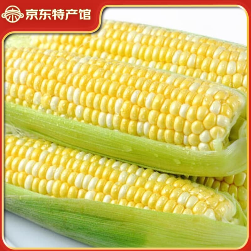 滇味十足（DIANWEISHIZU）水果玉米 云南金银双色鲜玉米 甜玉米玉米棒水果蔬菜金银玉米 净重2斤【约2-3根】