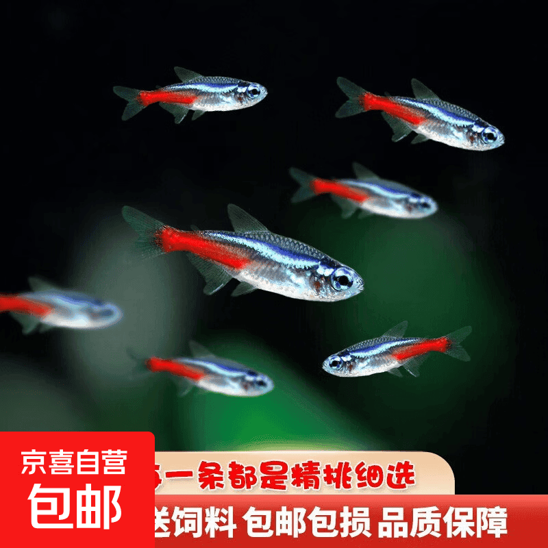 红绿灯鱼热带观赏鱼灯科鱼好养草缸群游小型鱼活体淡水斑马宝莲灯 1.2-1.5cm红绿灯10条送5条备损