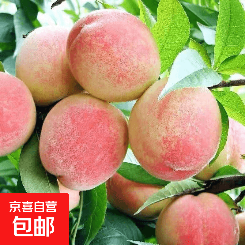 湖北露天水蜜桃新鲜时令应急水果大毛桃子整箱非血桃 带箱5斤果王 净重4.5斤（单果140g+）